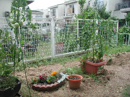 �ƒ�؉��̃g�}�g