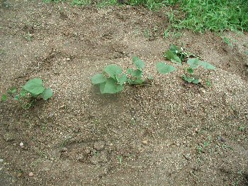 ���܂���