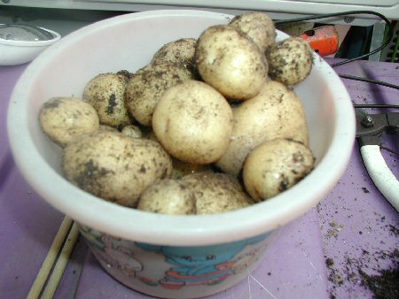 ���Ⴊ����