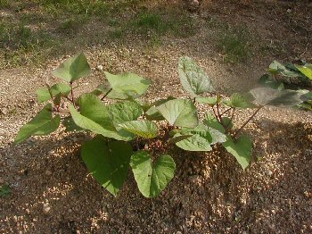 ���܂���