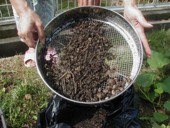 �y���ӂ邢�ɂ�����