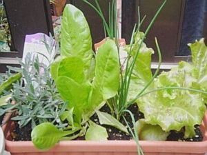 �ƒ�؉��ō�����~�j���^�X